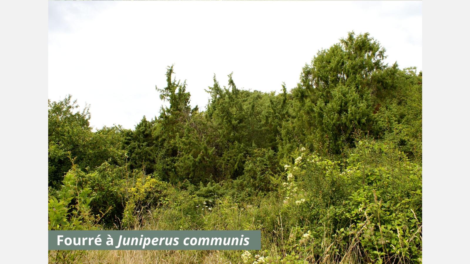Fourré à Juniperus communis