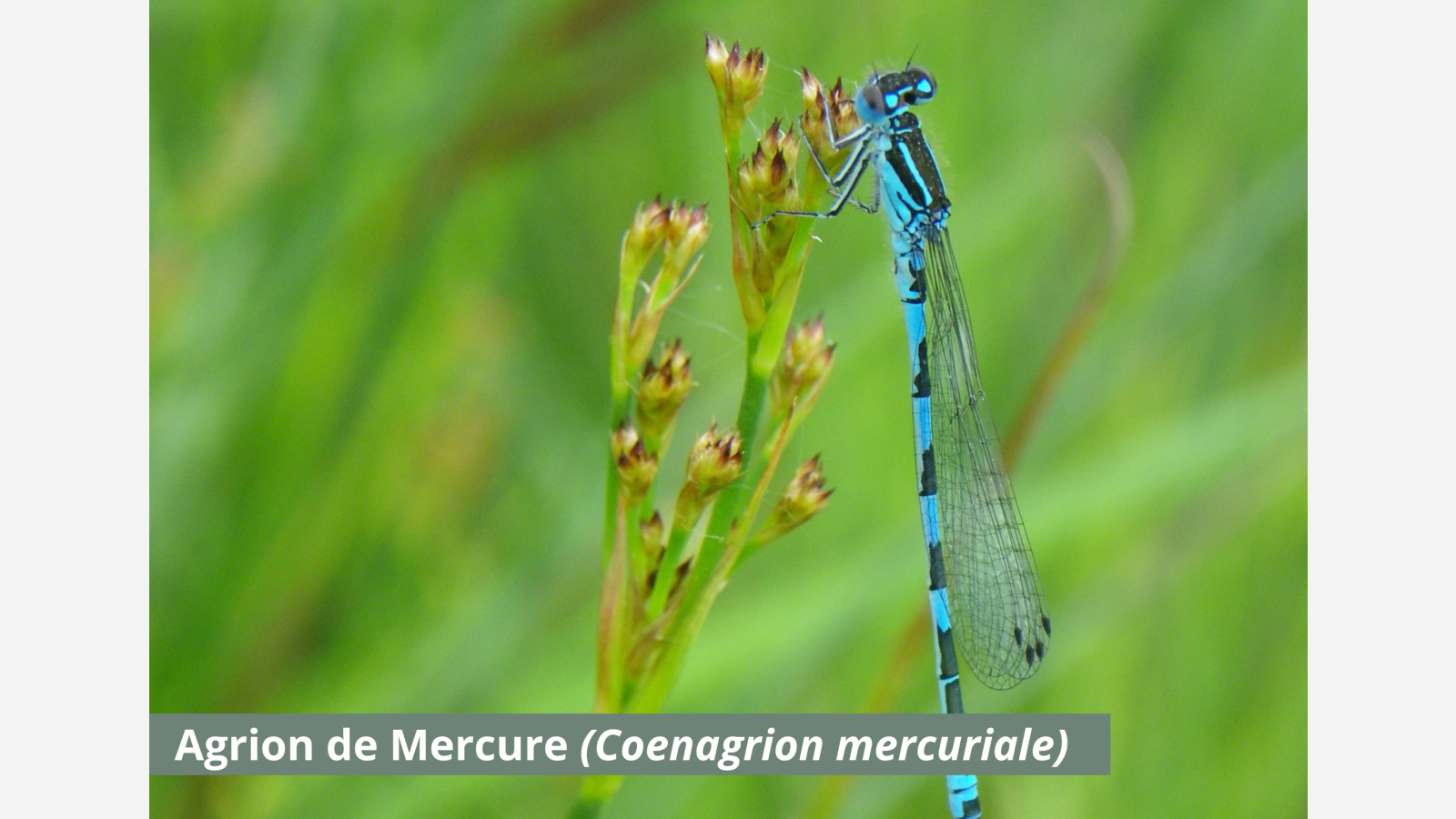 Agrion de mercure