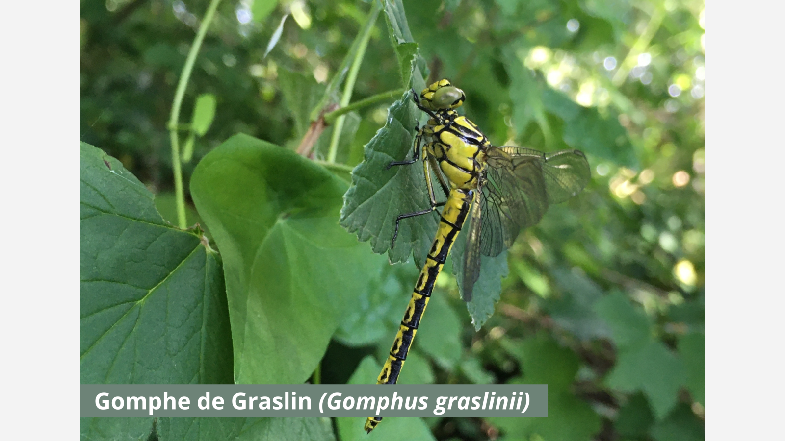 Gomphe de graslin