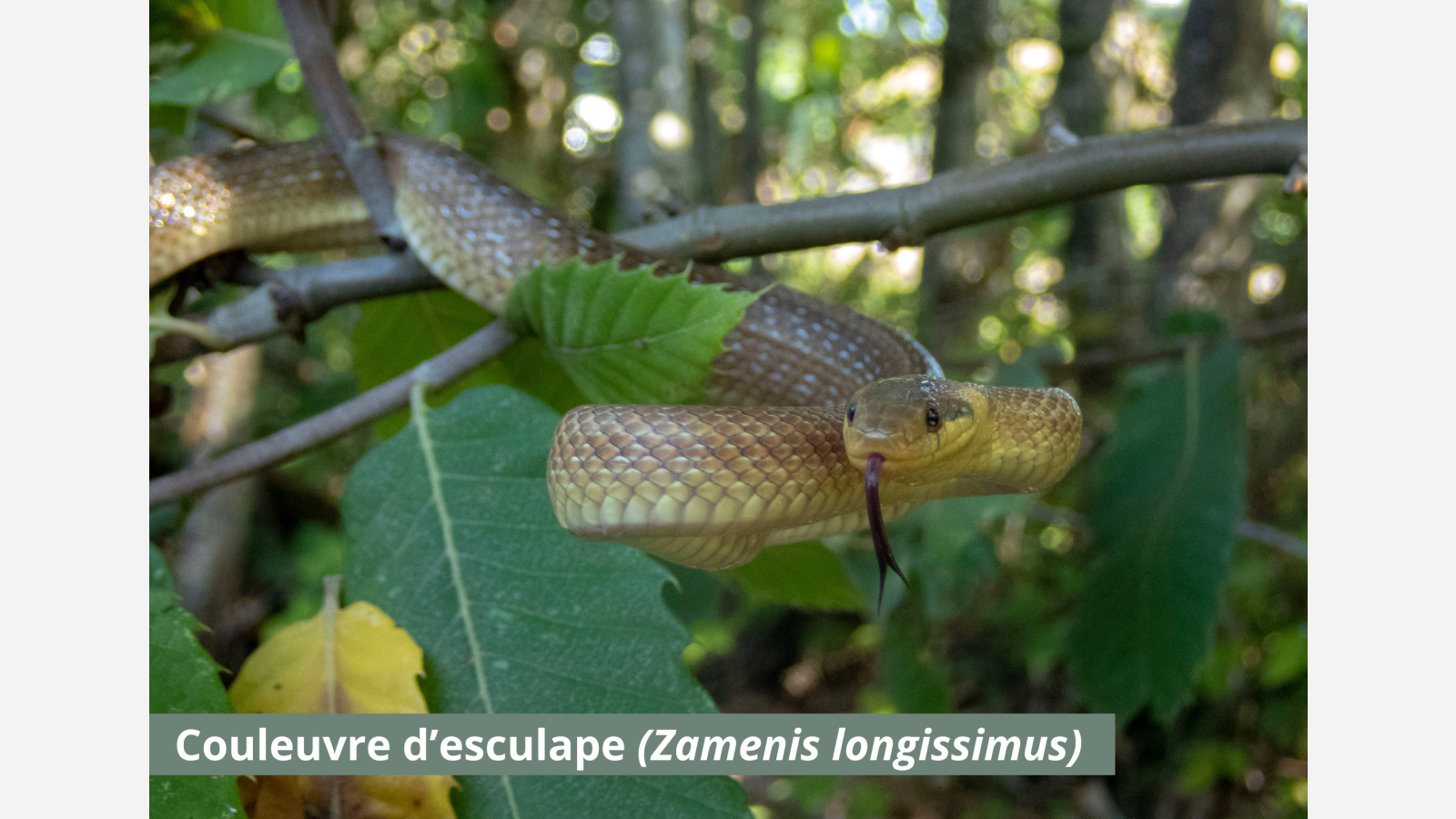 Couleuvre d'esculape