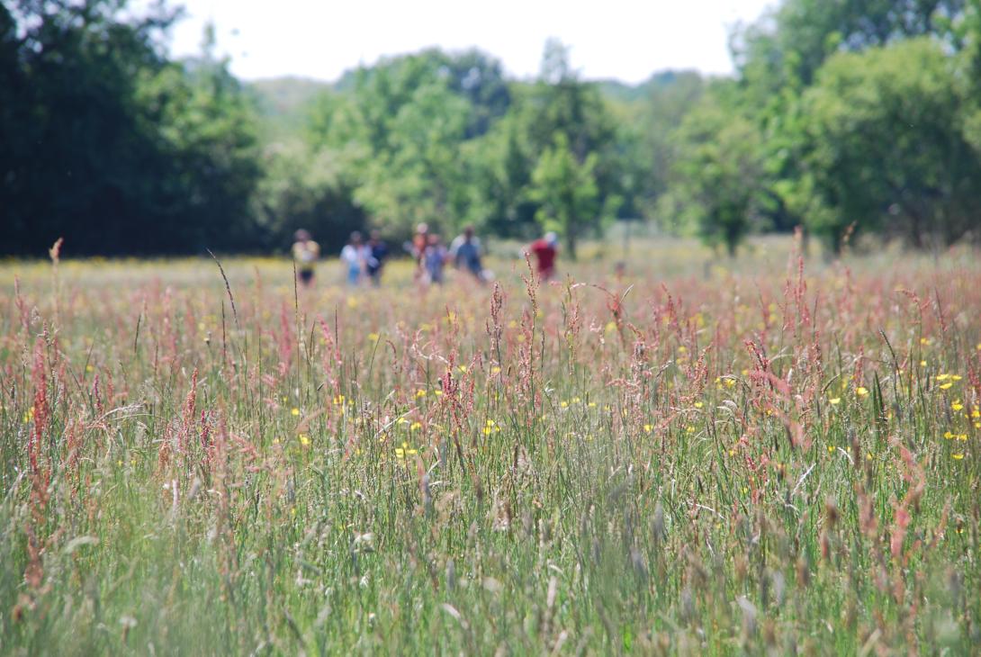 Concours prairies fleuries