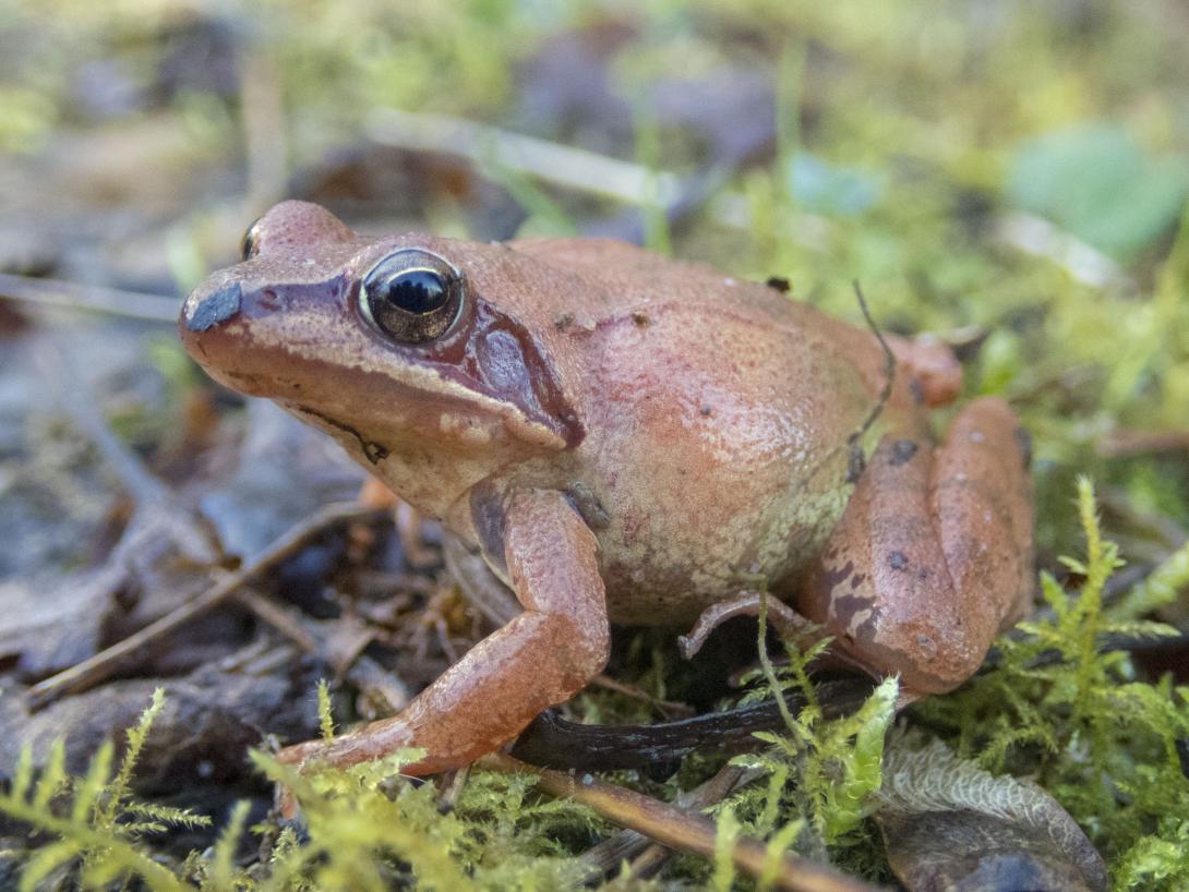 Rana dalmatina