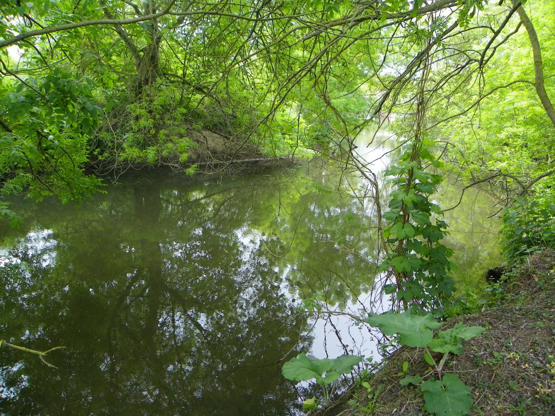 Forêt alluviale
