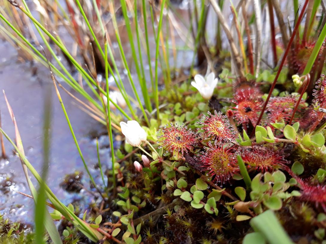 Drosera
